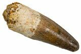 Fossil Spinosaurus Tooth - Real Dinosaur Tooth #324843-1